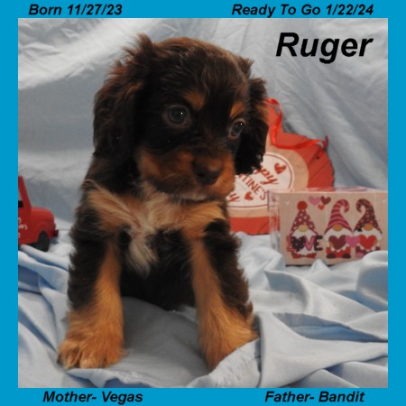 puppy, for, sale, Cocker Spaniel, Joe & Cherri  Overlease, dog, breeder, Miller, MO, dog-breeder, puppy-for-sale, forsale, nearby, find, puppyfind, locator, puppylocator, aca